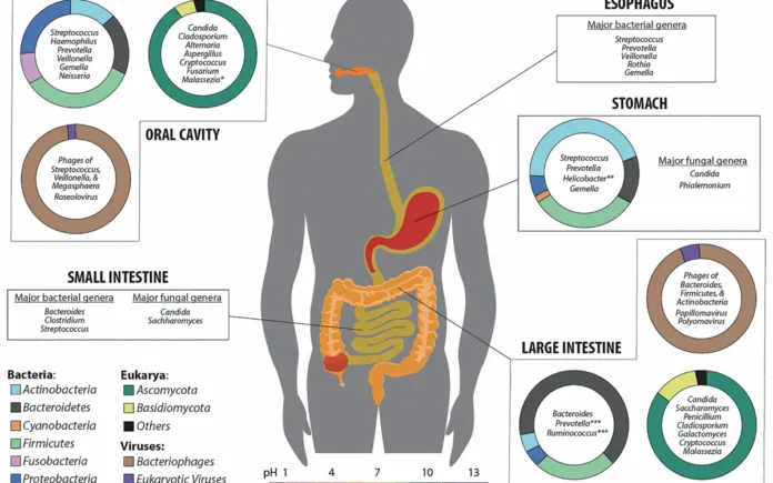 Microbiota intestinal humana Ilustración de la microbiota en distintas regiones del sistema digestivo humano